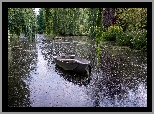 Łódka, Staw, Wierzby płaczące, Ogród, Gooderstone Water Gardens, 
Gooderstone, Norfolk, Anglia