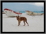 Plaża, Pies, Łódki